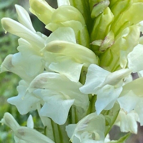 Pedicularis comosa Λουλούδι