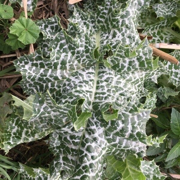 Silybum marianum Fuelha