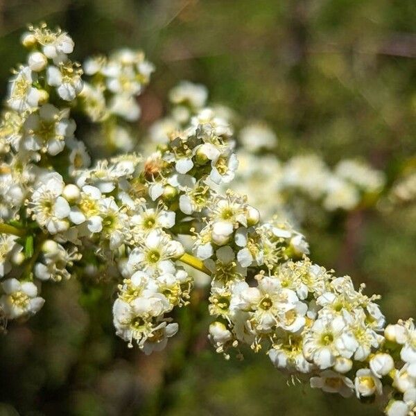 Adenostoma fasciculatum Fleur