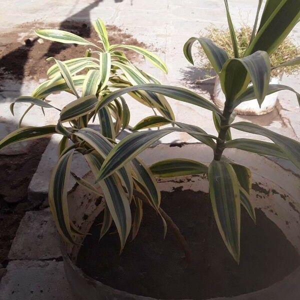 Dracaena reflexa 葉