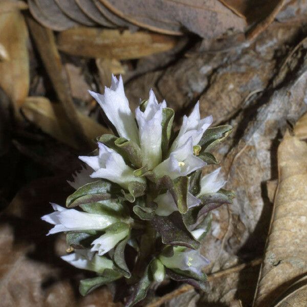 Obolaria virginica Flower