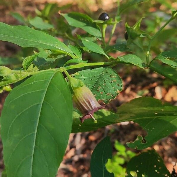 Atropa bella-donna Flor