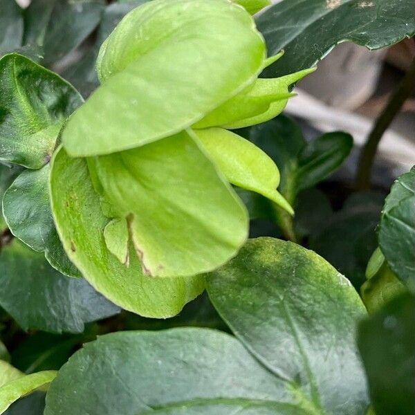 Helleborus niger Лист