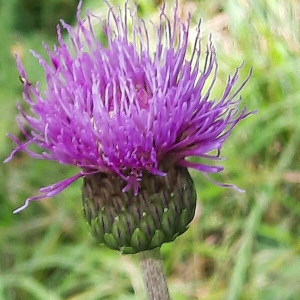 Cirsium heterophyllum फूल