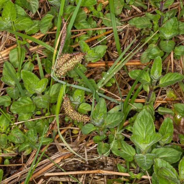 Carex flacca 整株植物