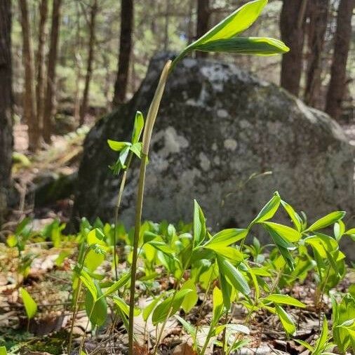 Uvularia sessilifolia Листок