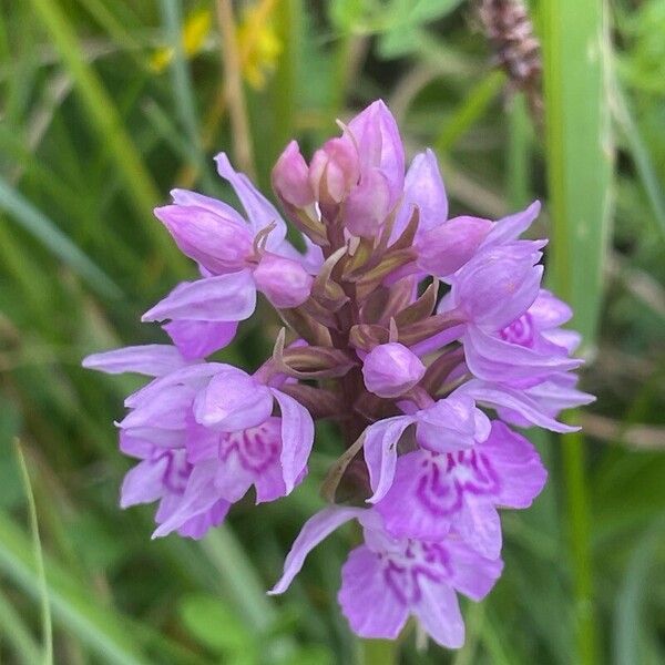 Dactylorhiza fuchsii Λουλούδι