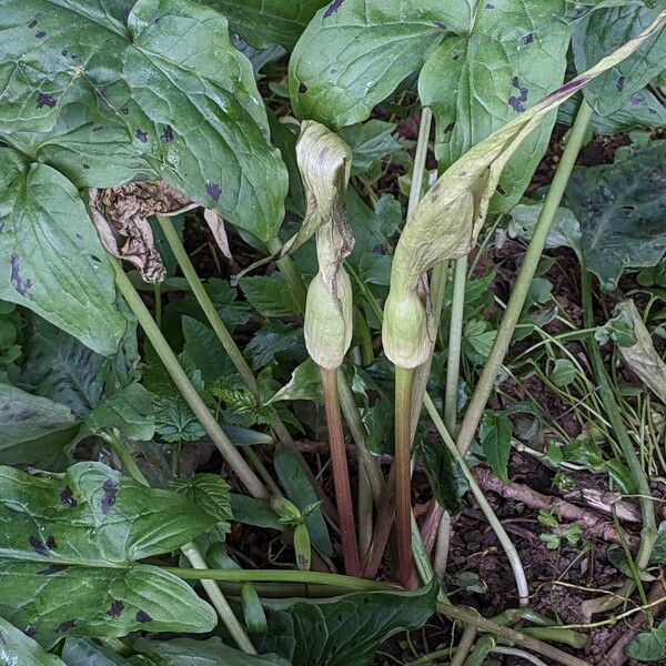 Arum maculatum Flors