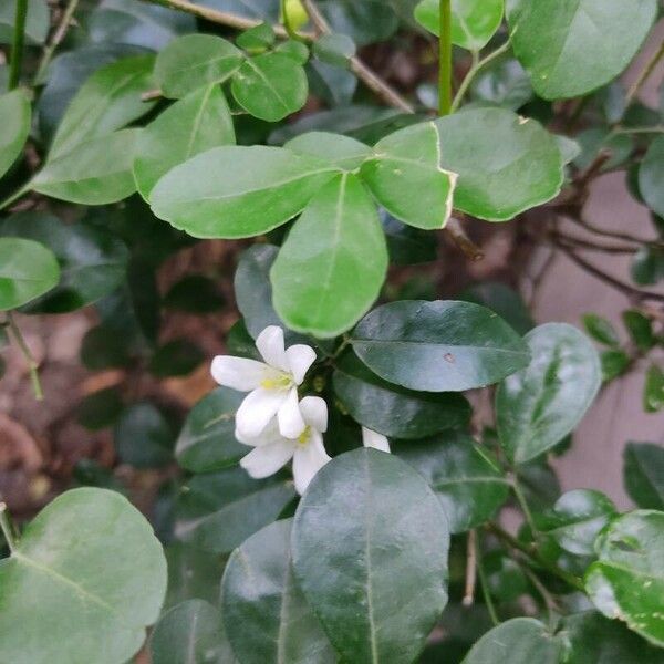 Murraya paniculata ফুল