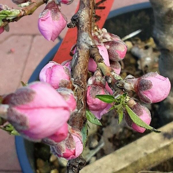 Prunus persica Bloem