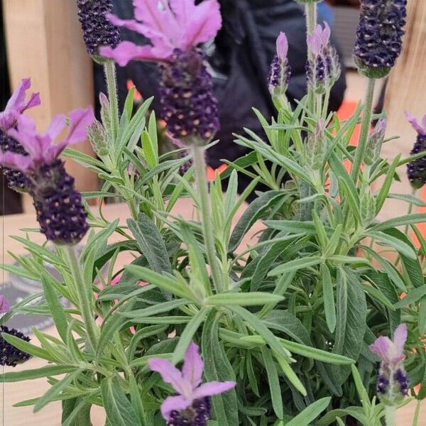 Lavandula stoechas 葉