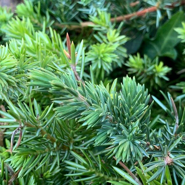 Juniperus rigida Liść