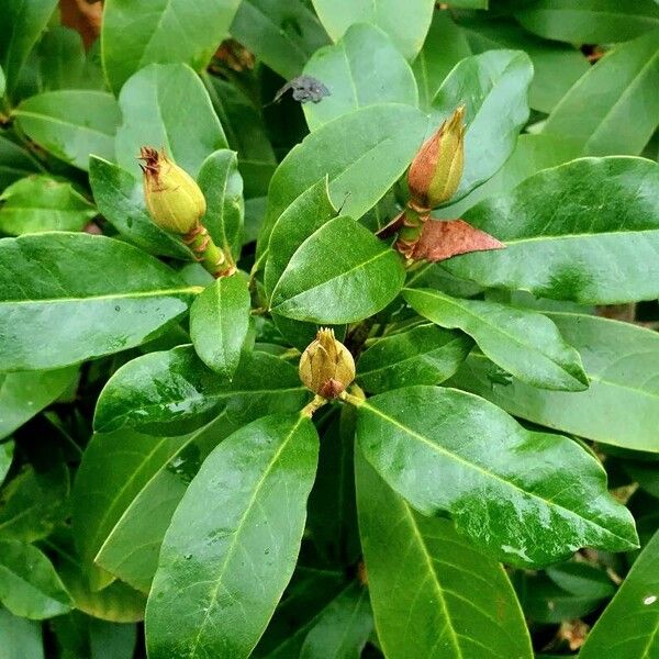 Rhododendron ponticum Blatt