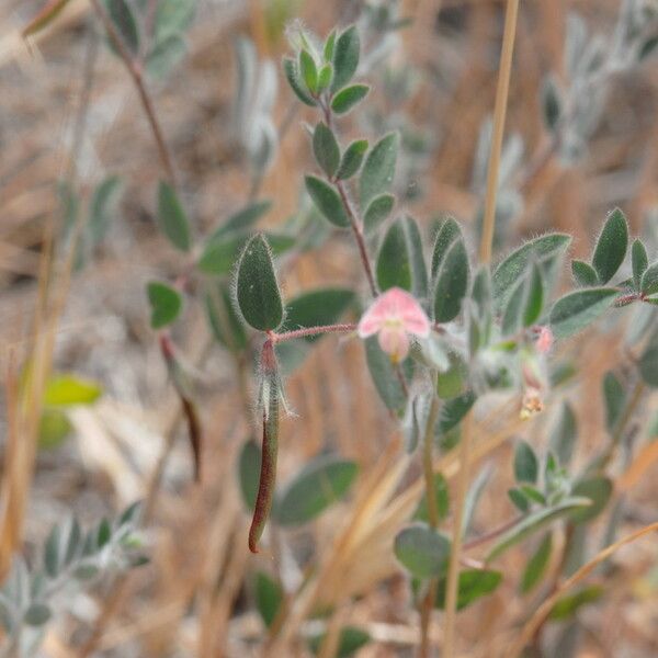 Acmispon americanus List