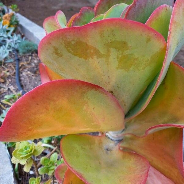 Kalanchoe tetraphylla Foglia