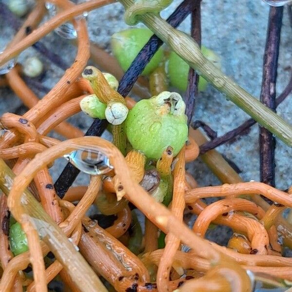 Cassytha filiformis Fruit