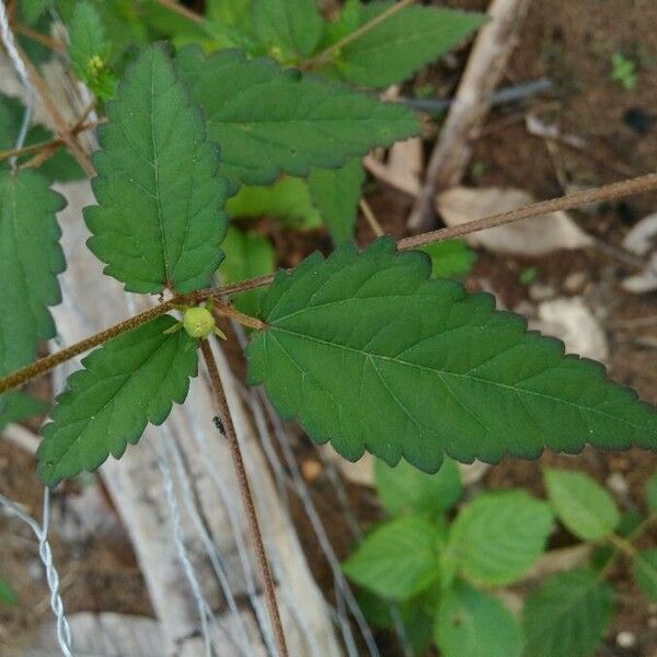 Croton trinitatis Folha