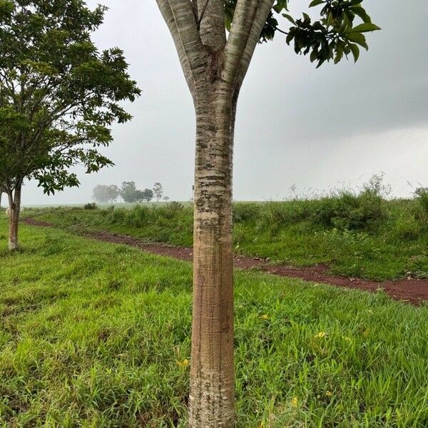 Genipa americana Bark