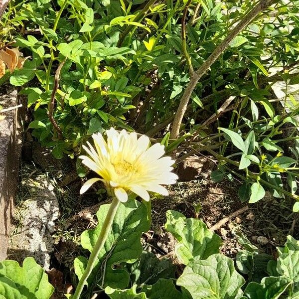 Gerbera jamesonii പുഷ്പം