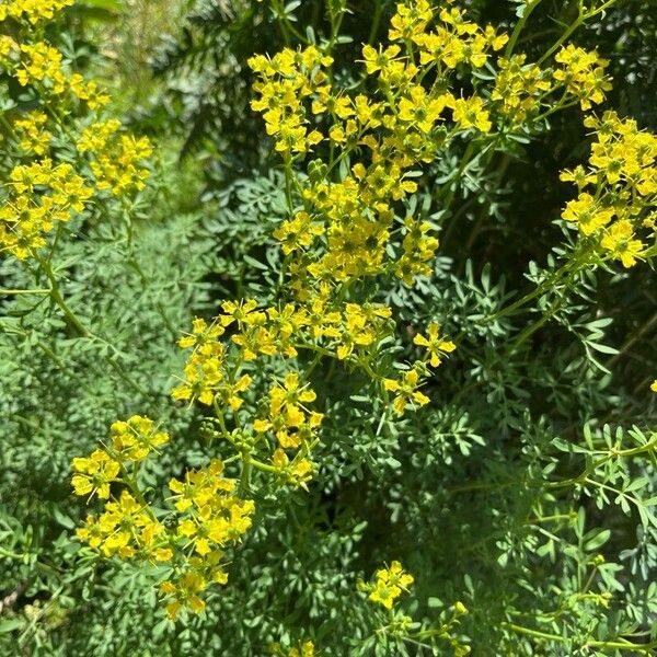 Ruta graveolens Flower