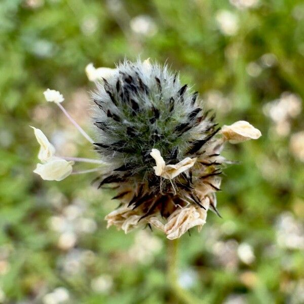 Plantago lagopus 花