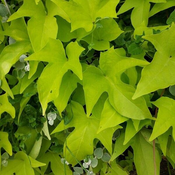 Ipomoea batatas Leaf