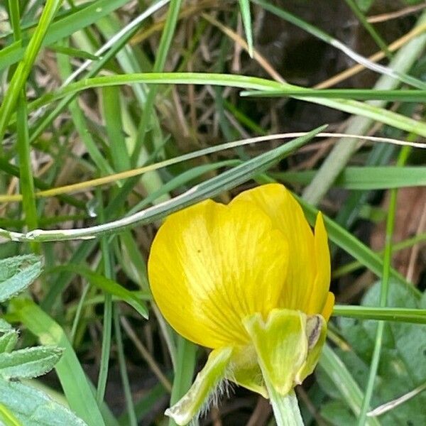 Ranunculus bulbosus Flor