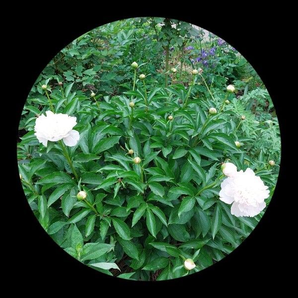 Paeonia lactiflora Агульны выгляд