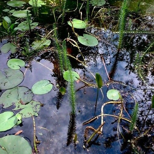 Nymphaea alba पत्ता