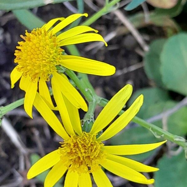 Senecio inaequidens 花