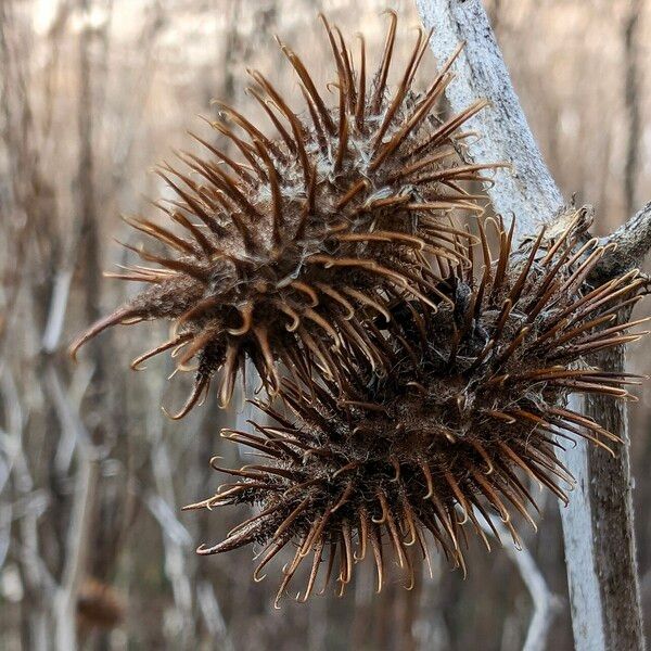 Xanthium orientale ഫലം