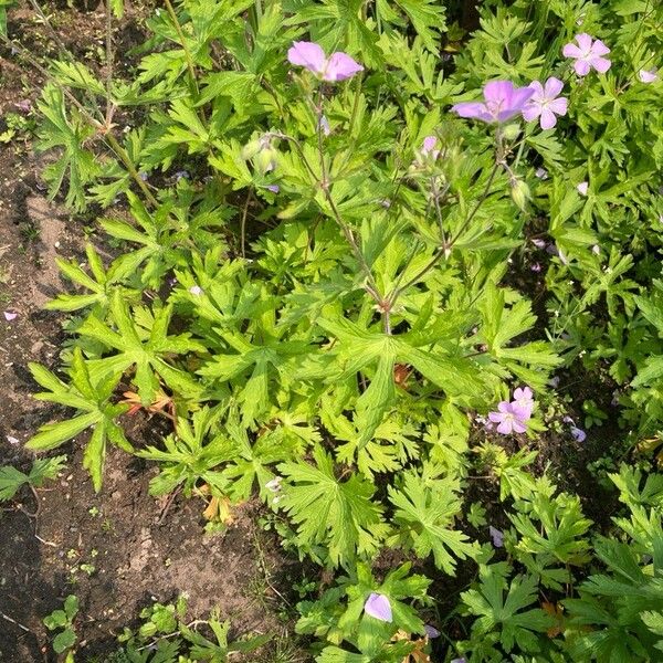 Geranium maculatum পাতা