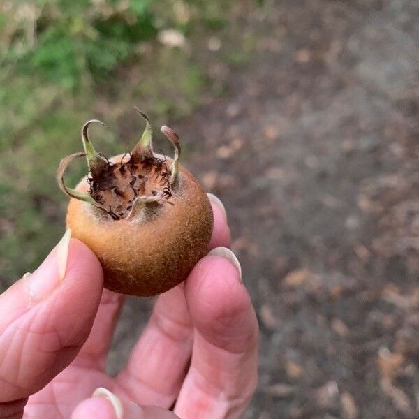 Crataegus germanica Fruit