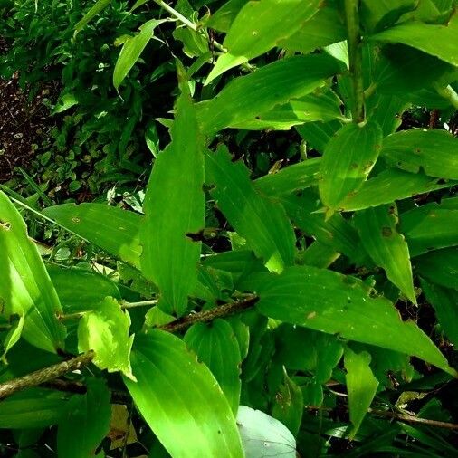 Lilium candidum Leaf