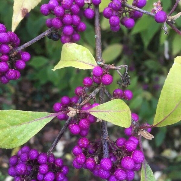 Callicarpa americana 果實