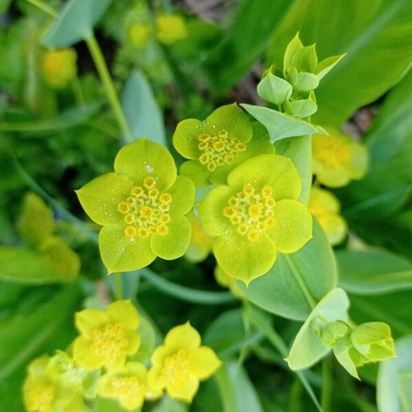 Bupleurum lancifolium Kvet