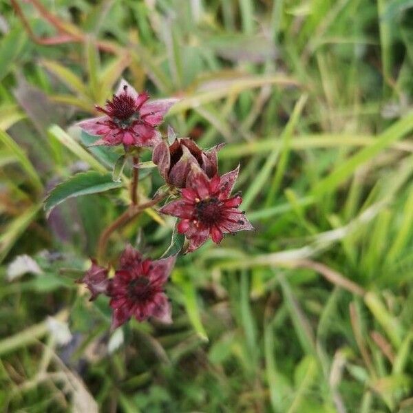 Comarum palustre फूल