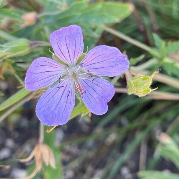 Geranium pratense फूल