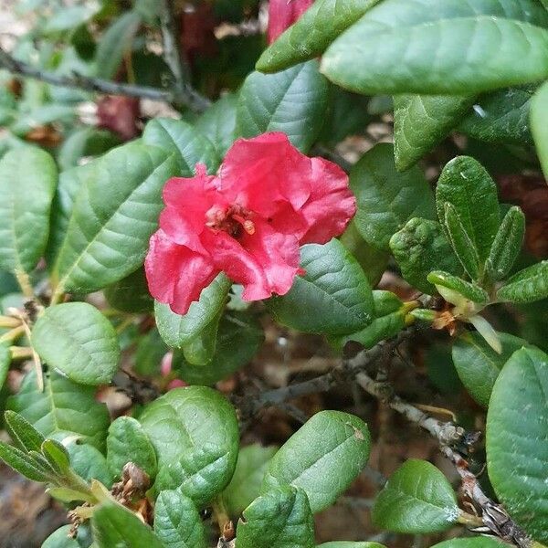 Rhododendron forrestii Flower