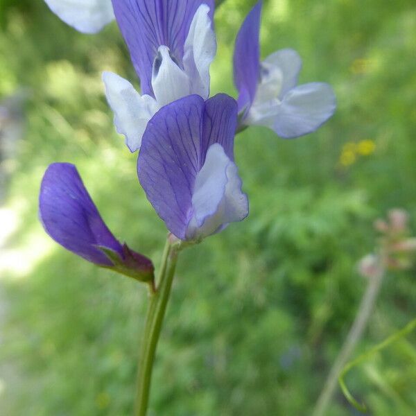 Vicia onobrychioides Bloem