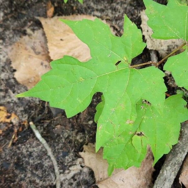 Vitis aestivalis पत्ता