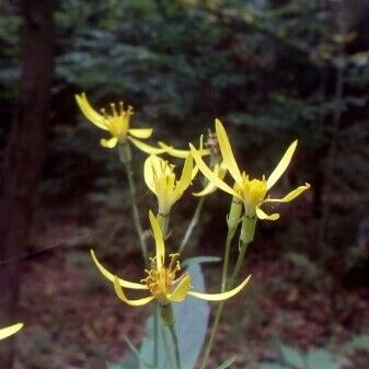 Senecio ovatus Kukka