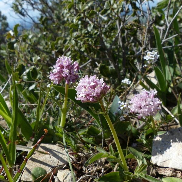 Valeriana tuberosa Staniste