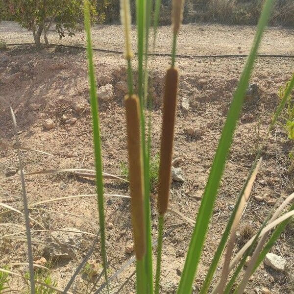 Typha domingensis 花