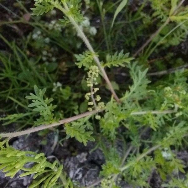 Lepidium didymum Λουλούδι