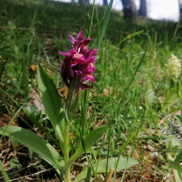 Dactylorhiza sambucina Floare