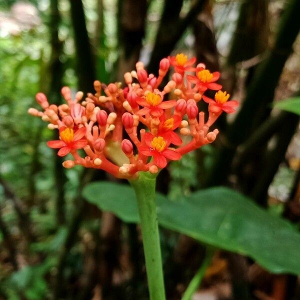 Jatropha podagrica Квітка