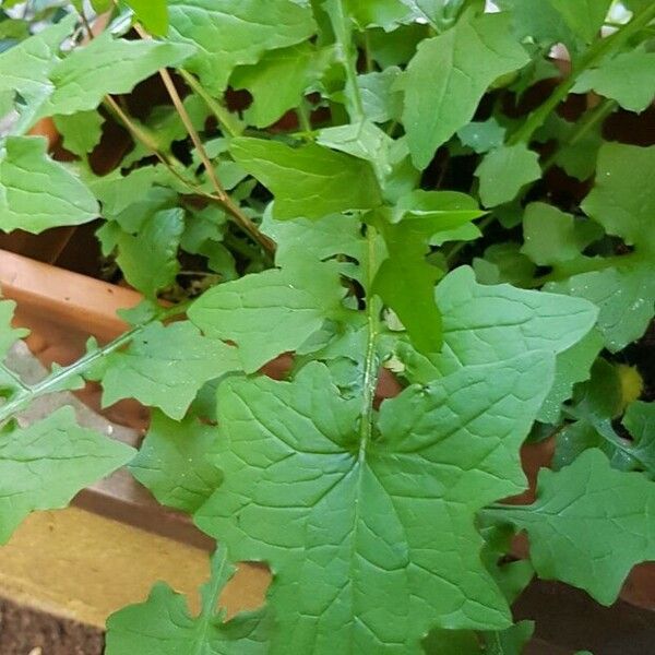 Lactuca muralis Leht