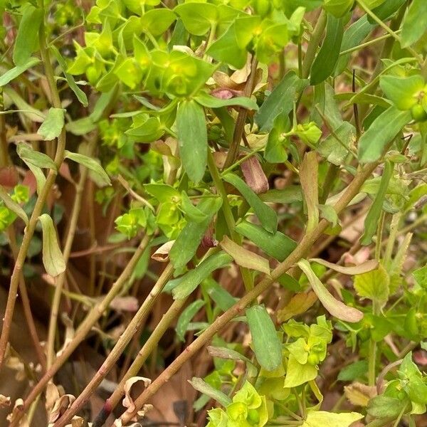 Euphorbia taurinensis Kora