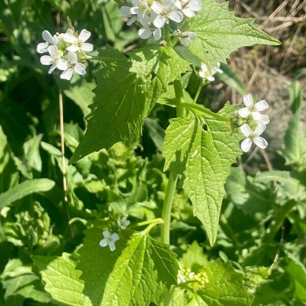 Alliaria petiolata Hoja